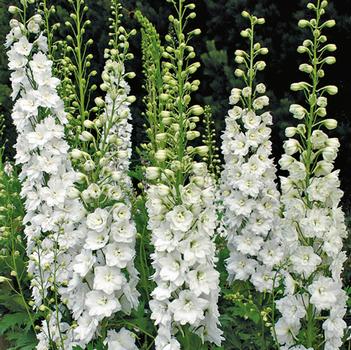 Delphinium elatum 'Innocence'