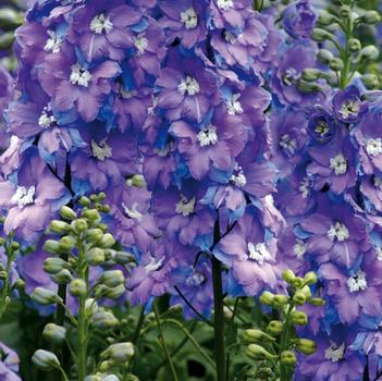 Delphinium elatum 'Morning Lights'
