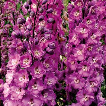 Delphinium elatum 'Super Stars'