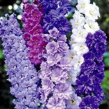 Delphinium elatum 'Double Stars'