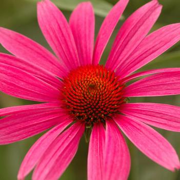 Echinacea purpurea 'Ruby Star (Rubinstern)'