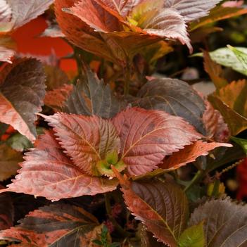 Acalypha wilkesiana 'Beyond Paradise'