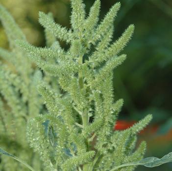 Amaranthus albus