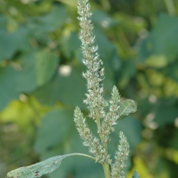 Amaranthus viridis