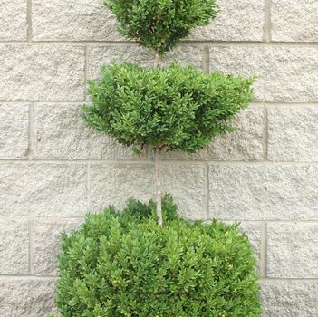 Buxus 