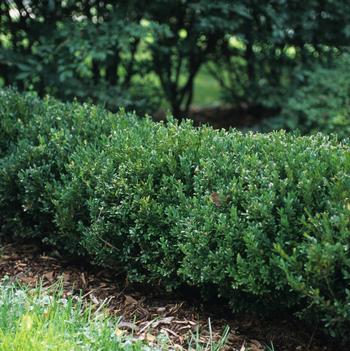 Buxus 'Northern Charm™'