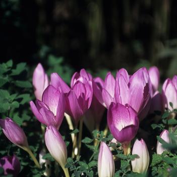 Colchicum speciosum