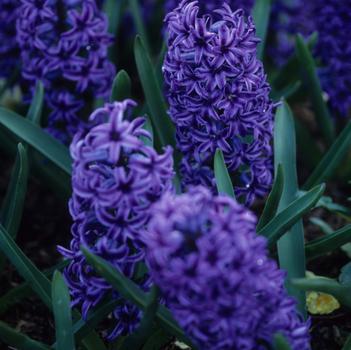 Hyacinthus orientalis 'Blue Jacket'