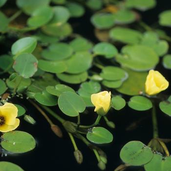 Hydrocleys nymphoides