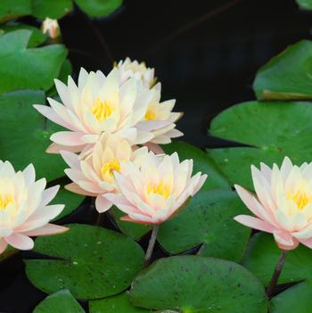 Nymphaea 'Barbara Dobbins'
