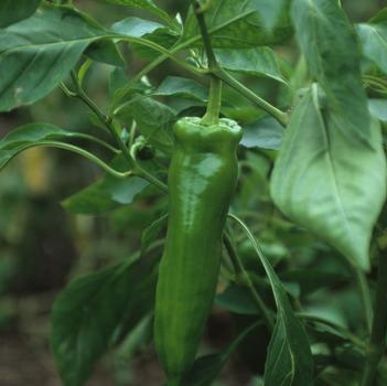Capsicum annuum 'Giant Marconi'