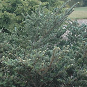 Abies fargesii var. faxoniana