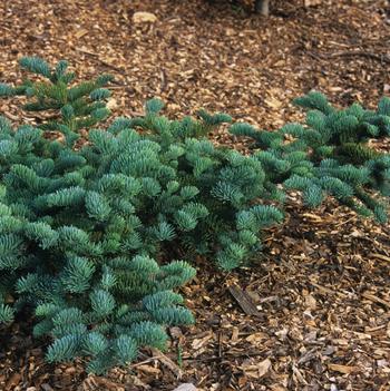 Abies magnifica 'Prostrata'