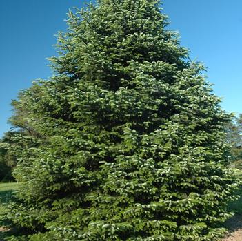 Abies nordmanniana