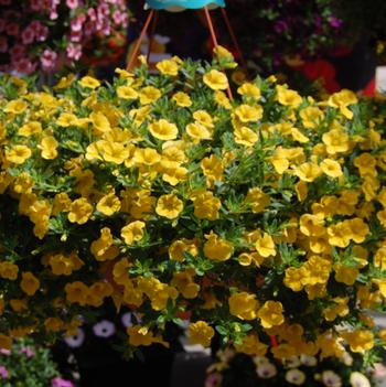 Calibrachoa Aloha