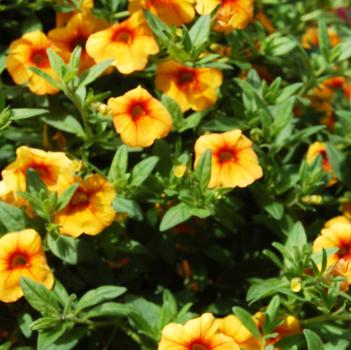 Calibrachoa Aloha