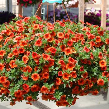 Calibrachoa Aloha