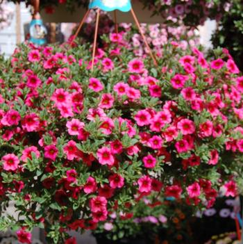 Calibrachoa Aloha 'Tiki Hot Pink'