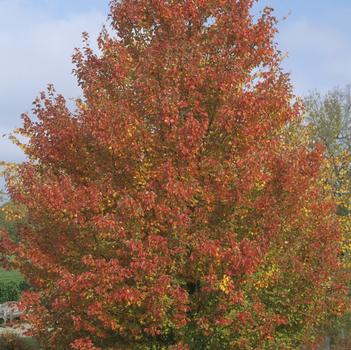 Acer rubrum 'Red Sunset®'