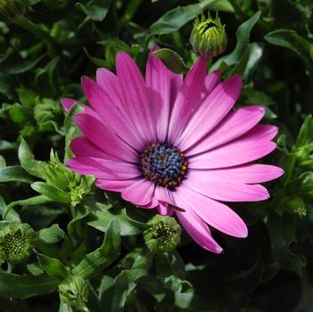 Osteospermum Summertime® 'Hot Pink'