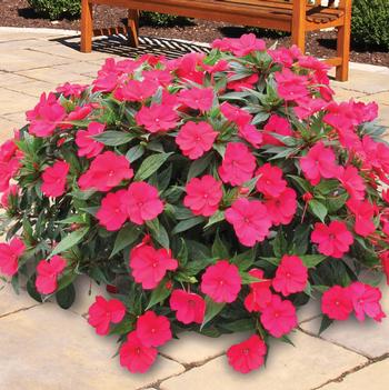Impatiens SunPatiens®