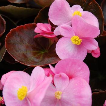 Begonia semperflorens Havana™