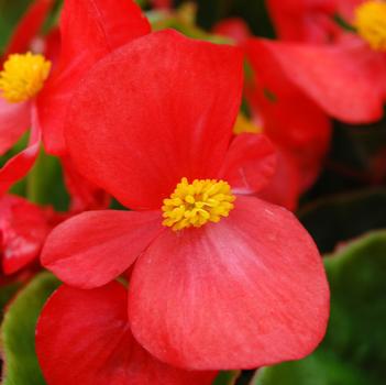 Begonia semperflorens Monza™