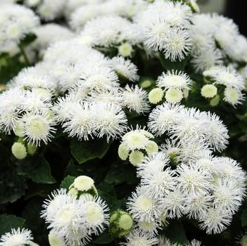 Ageratum houstonianum Patina™ 'White'