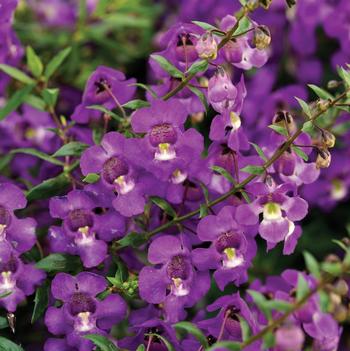 Angelonia angustifolia Carita™ 'Cascade Lavender'