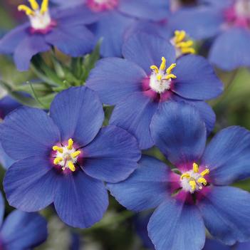Anagallis Angie™ 'Blue'