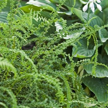Athyrium filix-femina 'Frizelliae'