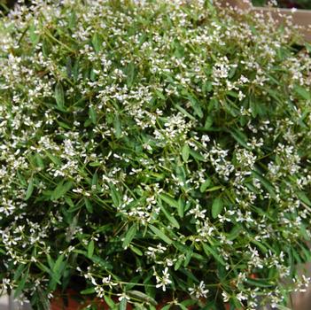 Euphorbia hypericifolia 'Star Dust Pink Glitter'