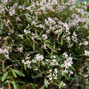Euphorbia hypericifolia 'Star Dust Pink Shimmer'