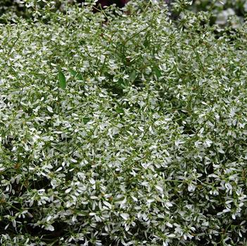 Euphorbia hypericifolia 'Star Dust White Sparkle'