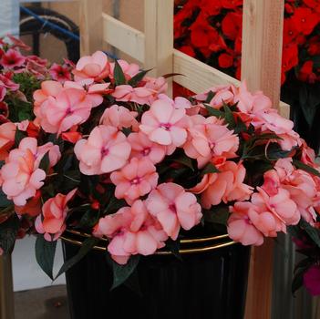 Impatiens hawkeri 'Magnum Peach'