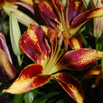 Lilium asiaticum Lily Looks 'Tiny Sensation'