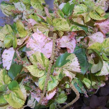 Acalypha wilkesiana 'Tiki Peach Whirl'