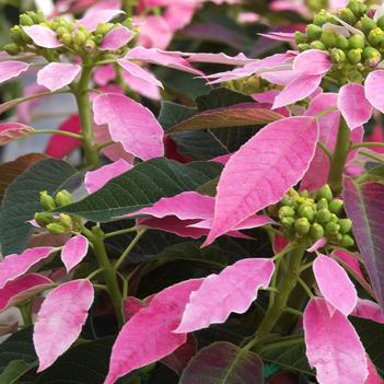 Euphorbia pulcherrima 'Dulce Rosa™'
