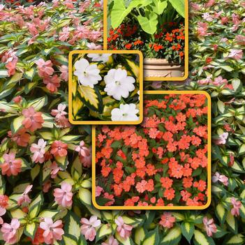Impatiens SunPatiens®