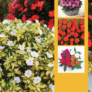 Impatiens SunPatiens®