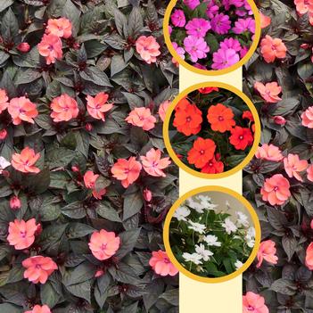 Impatiens SunPatiens®