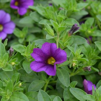 Calibrachoa Isabells 'Deep Blue'