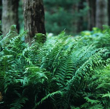 Athyrium pycnocarpon