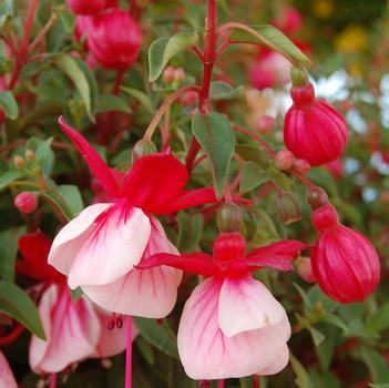 Fuchsia Aretes 'Alwin'