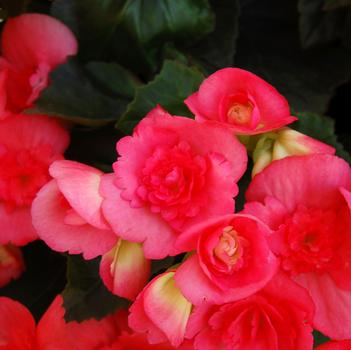 Begonia x hiemalis 'Netja Dark'