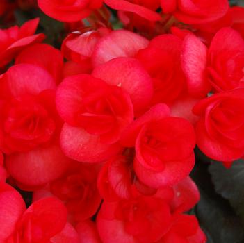 Begonia x hiemalis 'Veronica'