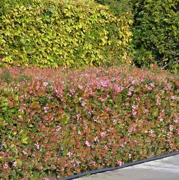 Abelia 'Edward Goucher'