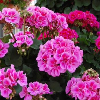Pelargonium x hortorum 'Savannah Lavender Splash'