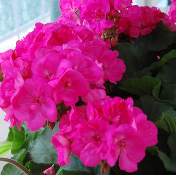 Pelargonium x hortorum 'Savannah Lilac Charme'