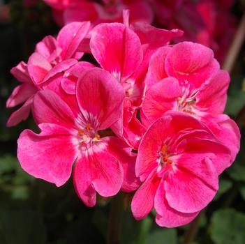 Pelargonium x hortorum 'Savannah Light Salmon'
